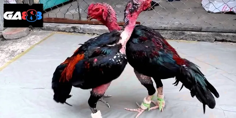 Cần nhớ một vài nguyên tắc trước khi tập luyện cho gà chọi