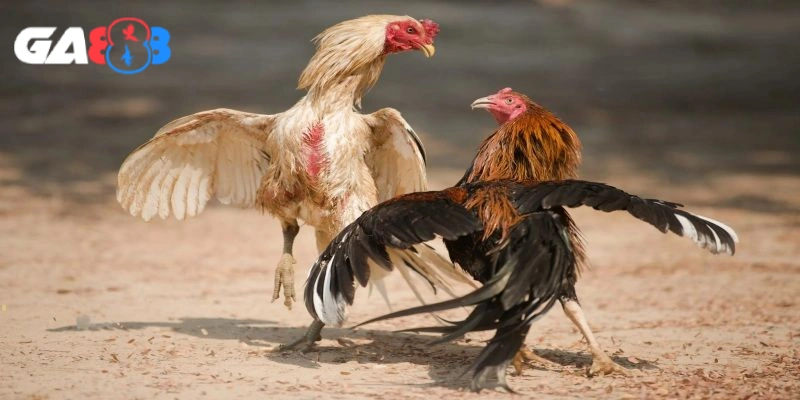 Đá gà Thomo thu hút bởi sự kịch tính, đa dạng hình thức