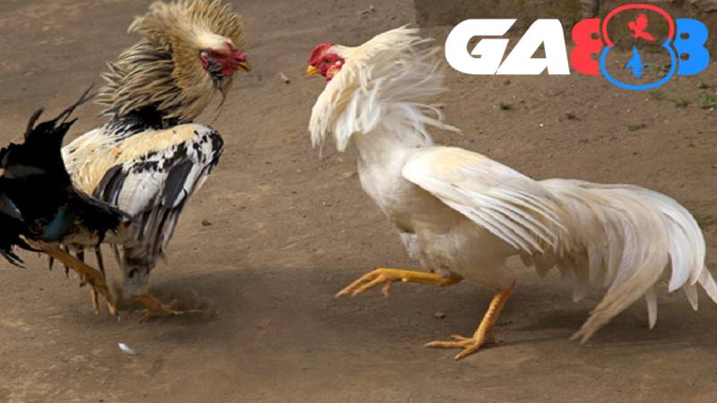 Người chơi giỏi cần nắm được cách chọn gà đá khỏe mạnh