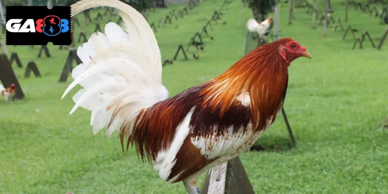 Tập luyện cho gà đúng cách mang đến nhiều lợi ích nổi bật