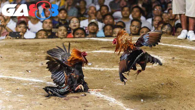 Thế đá gà là gì? Tổng hợp các thế đá gà phổ biến hiện nay